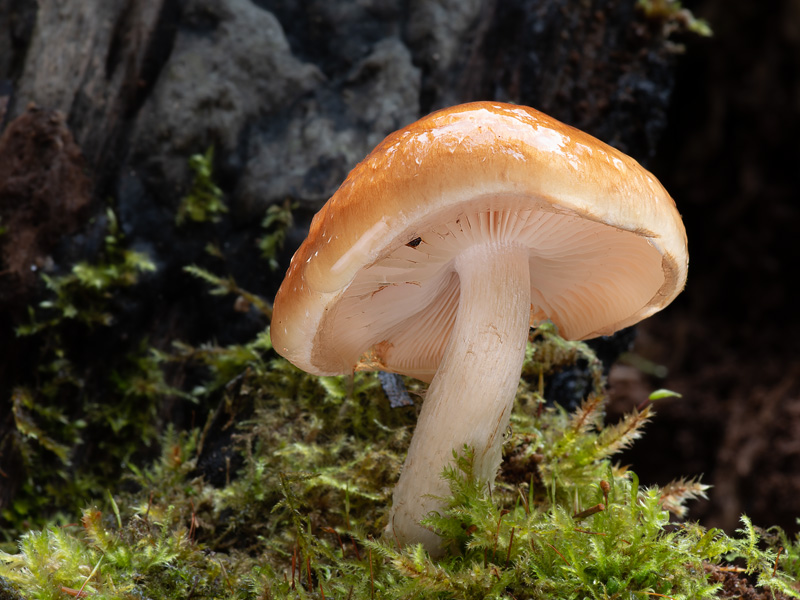 Pholiota lubrica